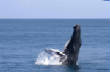 Gallery1/Humpback-Whales-in-Dominica.jpg