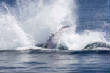 Gallery1/Humpback-Whales-near-Samana.jpg