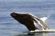 Gallery1/Majestic-Humpback-Whales-ma.jpg