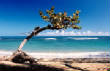 Gallery1/Tree_Puerto_Plata_Beach.jpg